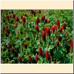 Trifolium_incarnatum.JPG