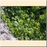 Vitis_vinifera_ssp.-sylvestris_(e).JPG