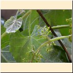 Vitis_vinifera_ssp._sylvestris_(c).JPG