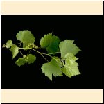 Vitis_vinifera_ssp._sylvestris_(d).jpg