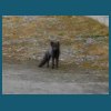 svalbard_18_066.jpg