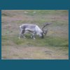 svalbard_18_190.jpg