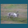 svalbard_18_191.jpg