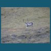 svalbard_18_192.jpg